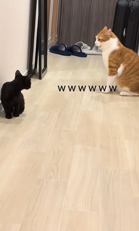 床に座る茶白猫と振り返って見る黒猫