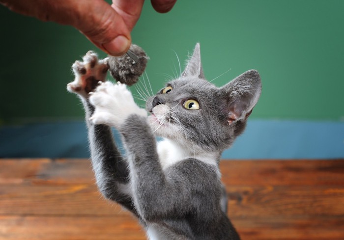 ネズミで遊ぶ子猫