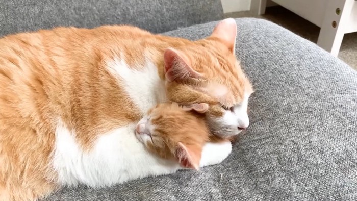 ソファで仔猫を抱きしめて眠る茶白猫