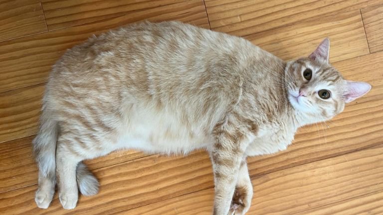 室内にいる猫