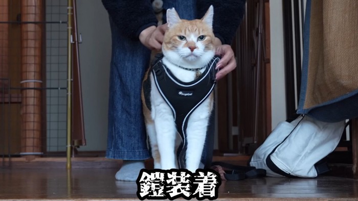 ハーネスを装着される猫