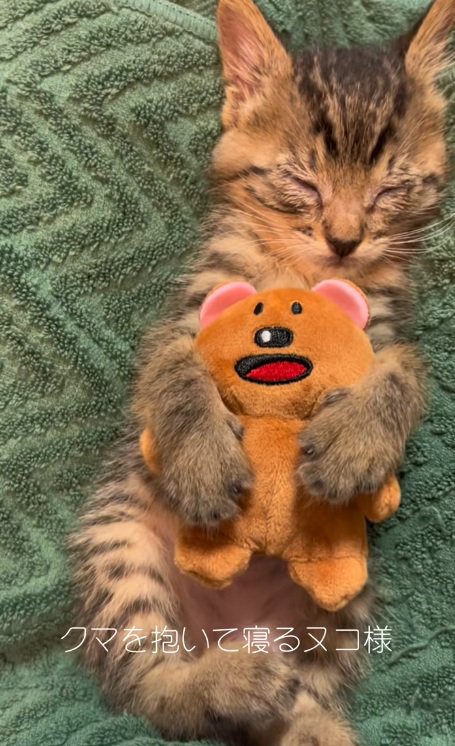 ぬいぐるみを抱いて眠るキジトラ子猫