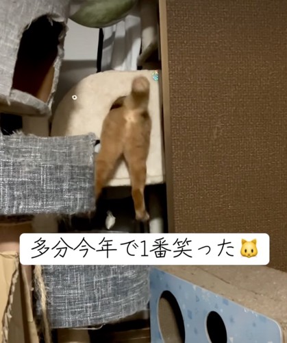 力尽きた猫