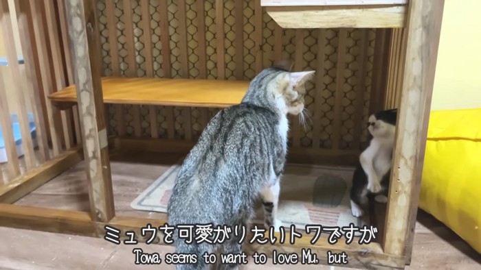 立って成猫を見る子猫