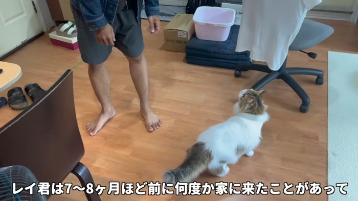 立っている人を見る猫