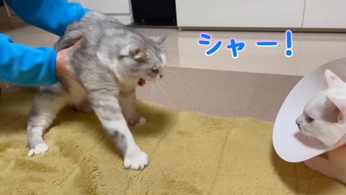 威嚇する猫