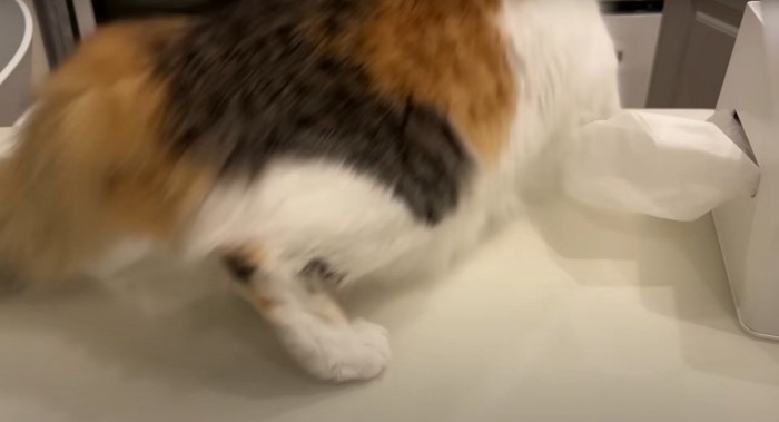逃げる猫