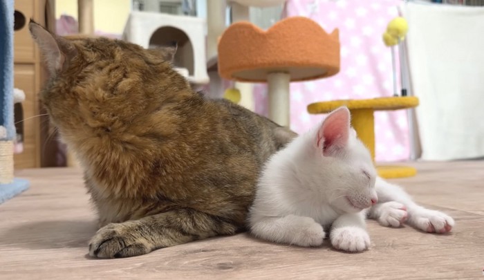 寄り添う成猫と子猫