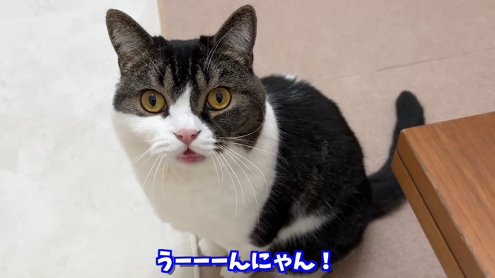 座って鳴く猫