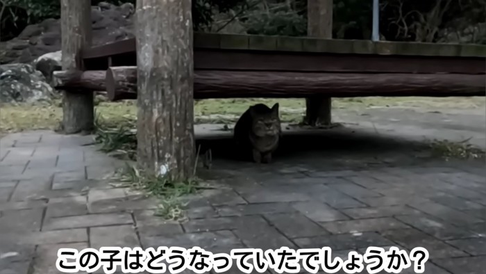 隠れている猫