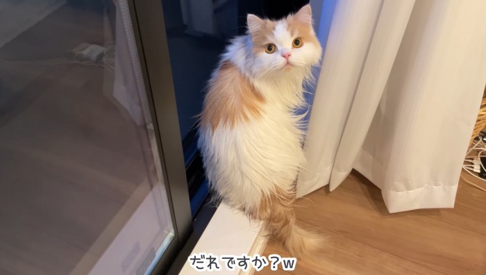 振り向く猫