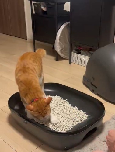 猫砂の上に乗って掘る猫