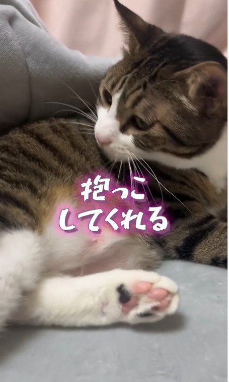 次男さんに甘える猫