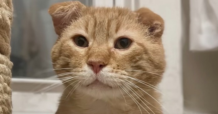 チャトラ猫のアップ