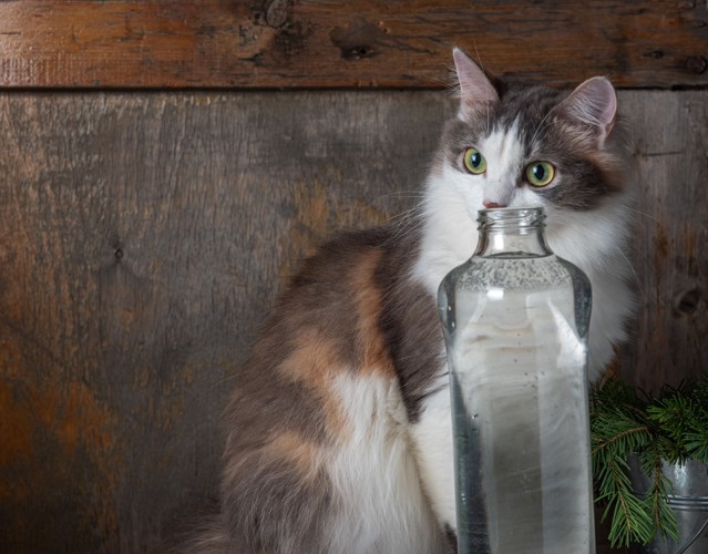 ミネラルウォーターのボトルに鼻を近づける猫