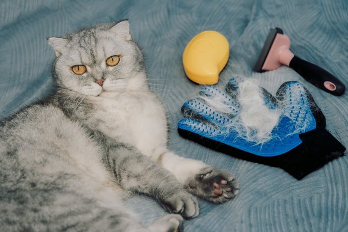 猫とブラシ