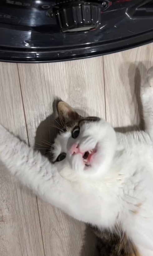 ひっくり返って口を開けている猫