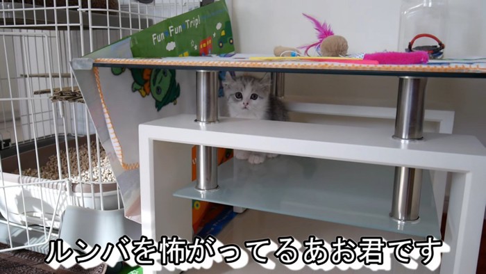 ルンバを怖がる子猫