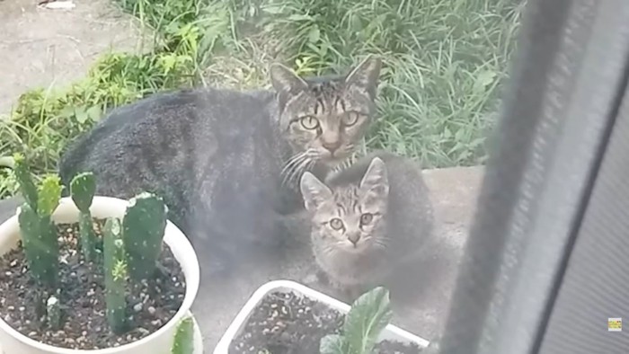 キジトラ親子