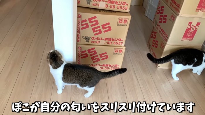 顔をこすりつける猫