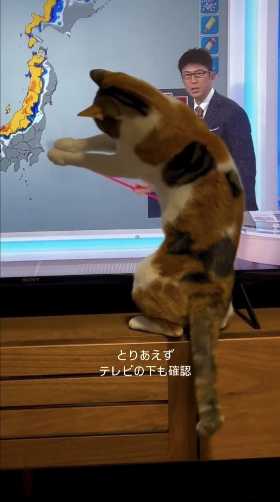 テレビを押さえる猫