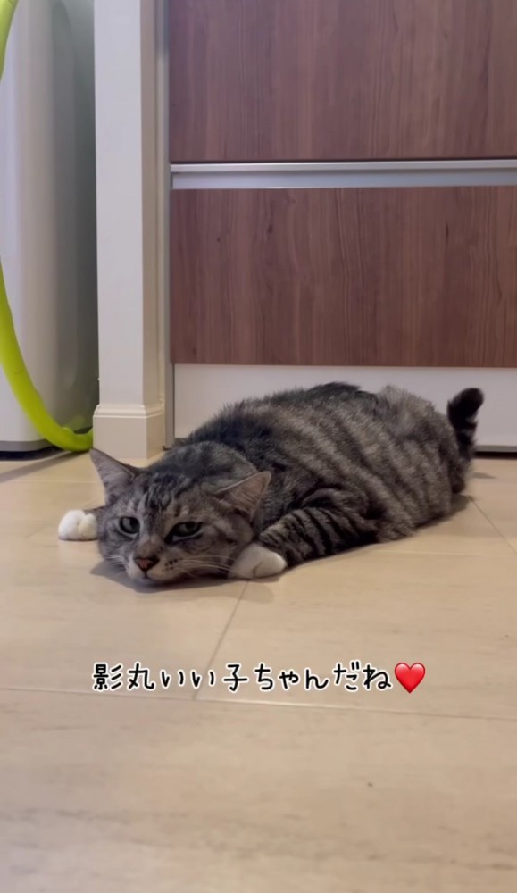 床に寝そべっている猫「影丸いい子ちゃんだね」の文字