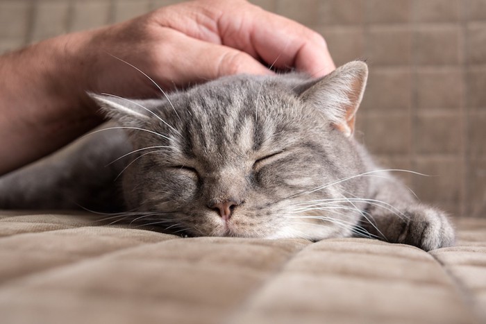 撫でられて気持ちよさそうな猫