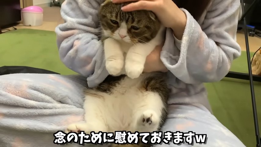 抱っこされる猫