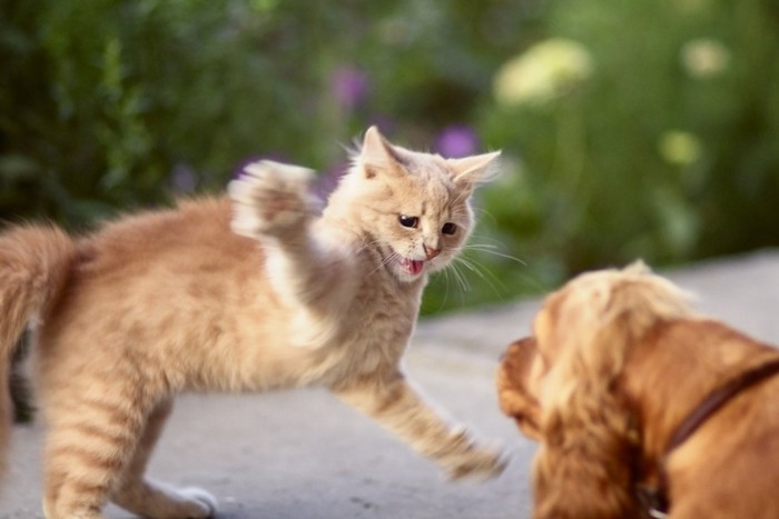 犬に振りかぶる茶トラの子猫