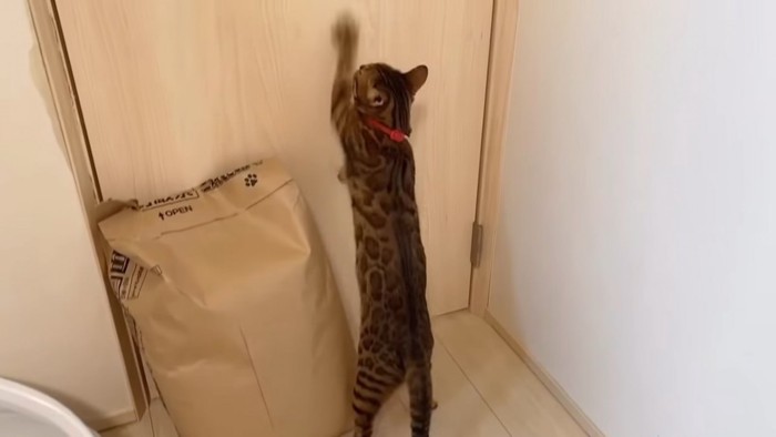 ドアに前足をかける猫