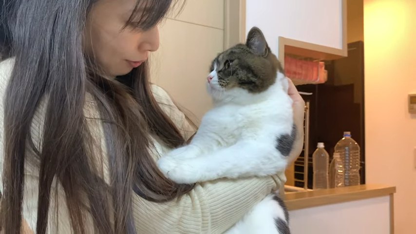 抱っこされる猫