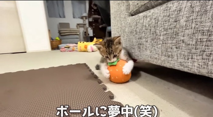 ボールで遊ぶ猫