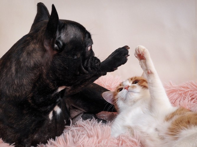 前足を合わせようとしている犬と猫