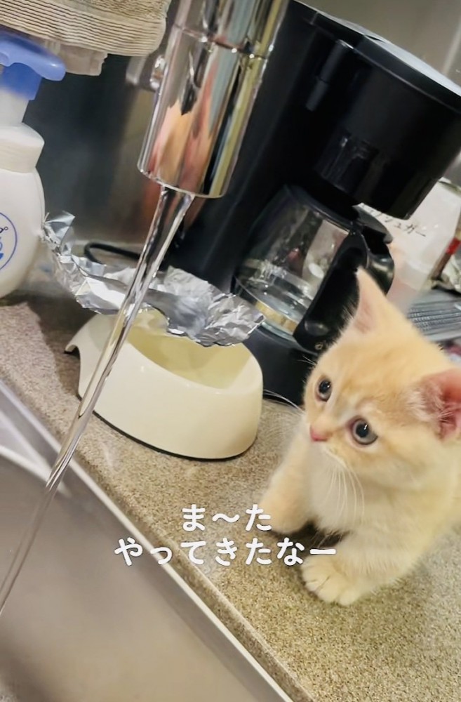蛇口から流れる水を見るマンチカン