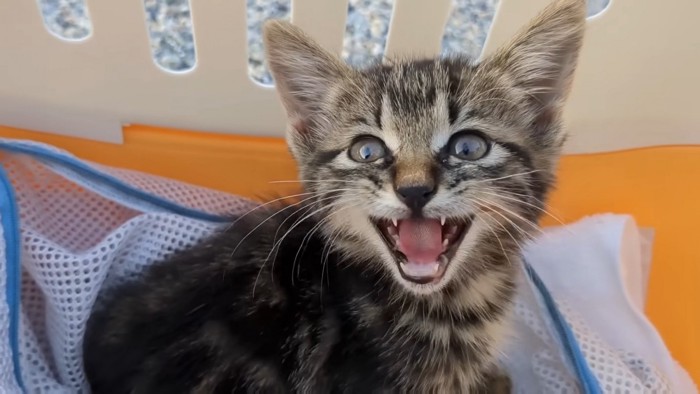 洗濯ネットの中で口を大きく開けて鳴く子猫