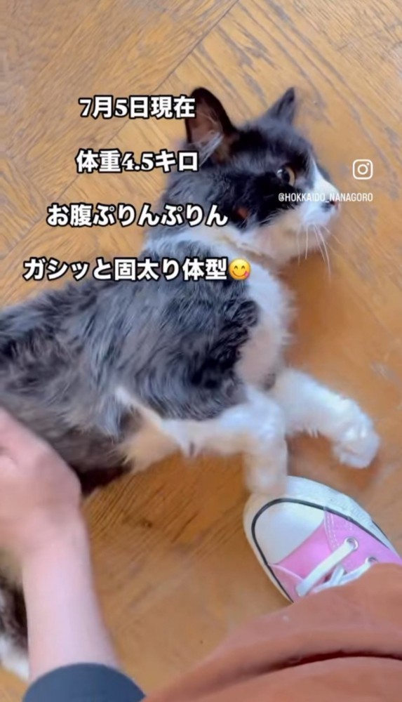 横になっている猫