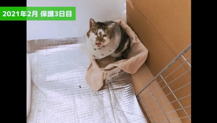 保護3日目、少しずつ慣れてくれている野良猫