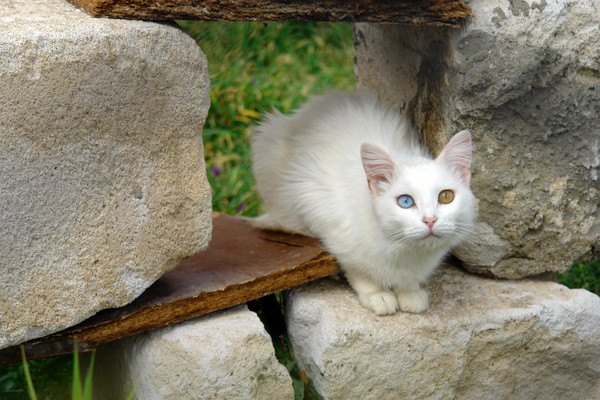 岩の上にいるヴァン猫