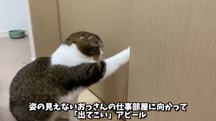 扉を前足でかく猫