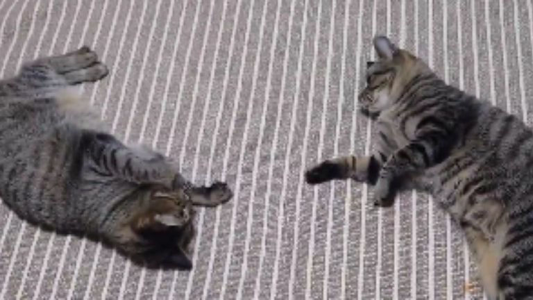 室内にいる猫たち