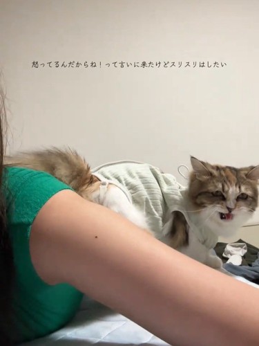 人の横で鳴く猫