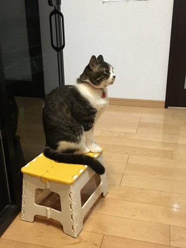 立つ猫