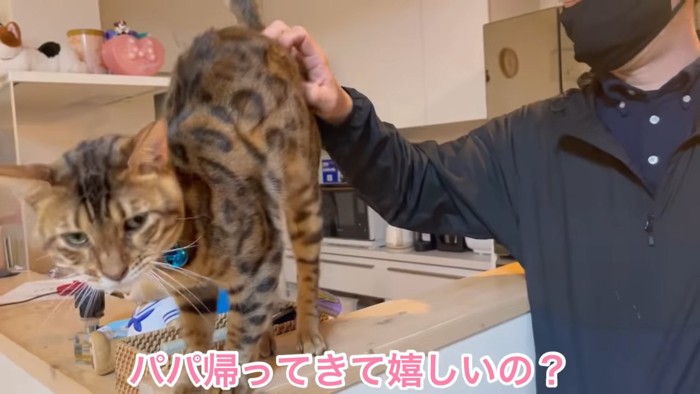 お尻をなでられる猫