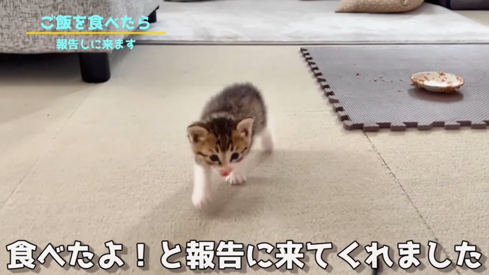 歩いてくる子猫