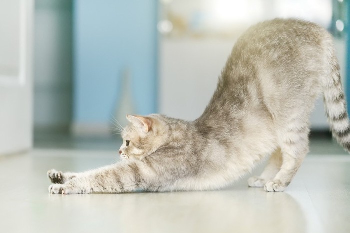 伸びをする横向きの猫