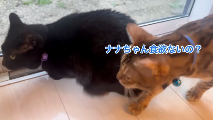 座る黒猫と後ろにいるベンガル