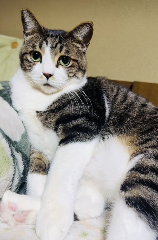 布団の上でくつろぐキジ白猫