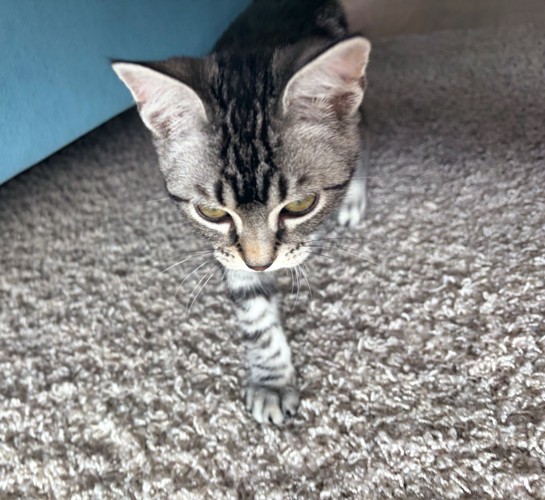 目つきの鋭い子猫