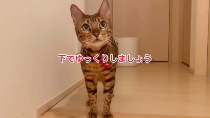 赤い鈴の猫