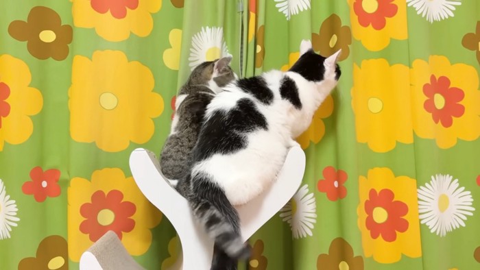 くっつくホルンくんとささみくん